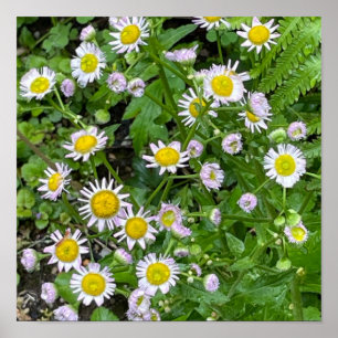 Daisies Foto Poster