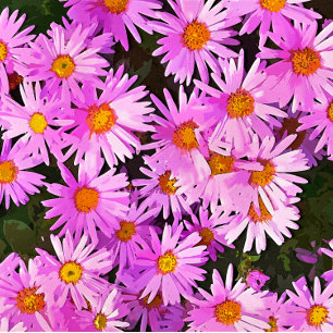 DAISIES FOTODRUCK