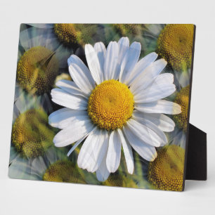 DAISIES FOTOPLATTE