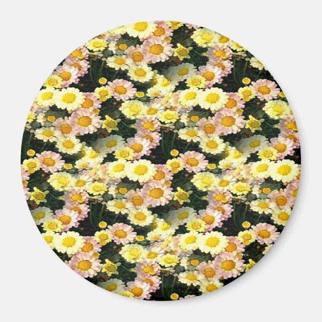 Daisies Galore...... Magnet (Vorne)