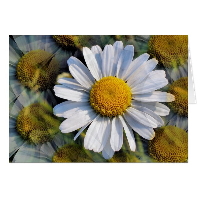 DAISIES Greetings Card (Vorderseite (Horizontal))