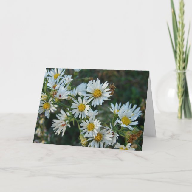 Daisies Karte (Vorderseite)