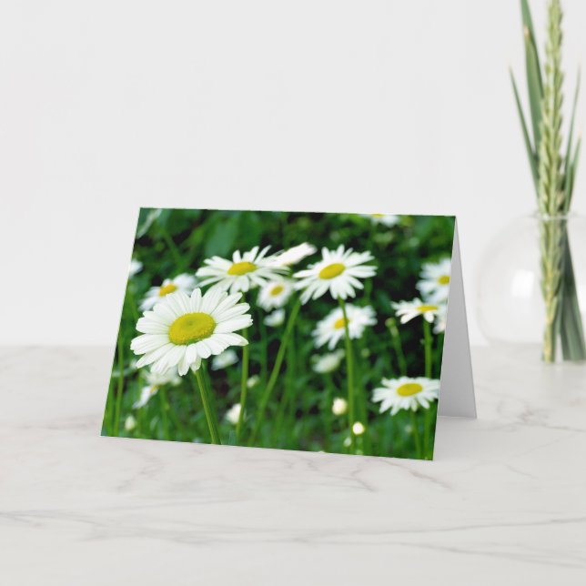 Daisies Karte (Vorderseite)