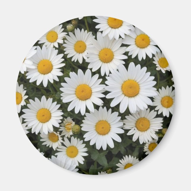 Daisies Magnet (Vorne)