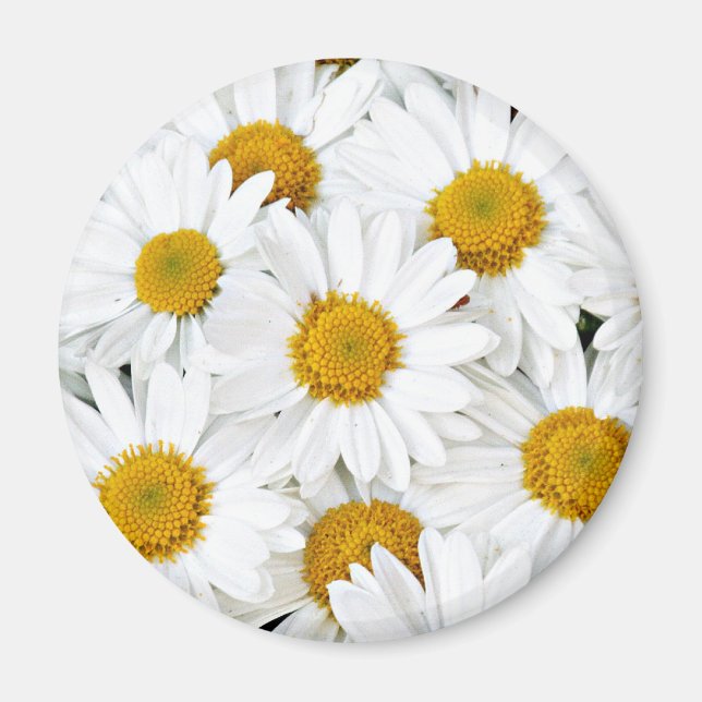 Daisies Magnet (Vorne)