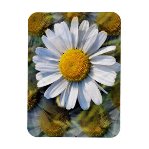 DAISIES MAGNET
