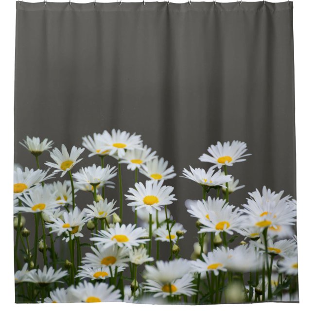 Daisies on Grey Duschvorhang (Vorderseite)