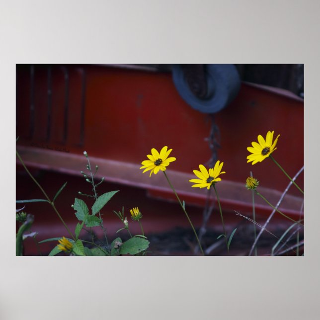 Daisies-on-Red Poster (Vorne)