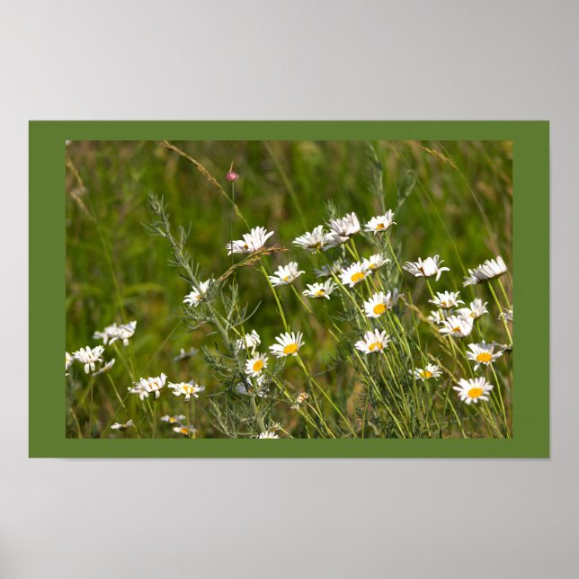 Daisies Photo Poster (Vorne)