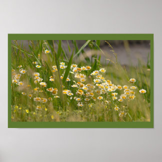 Daisies Photo Poster