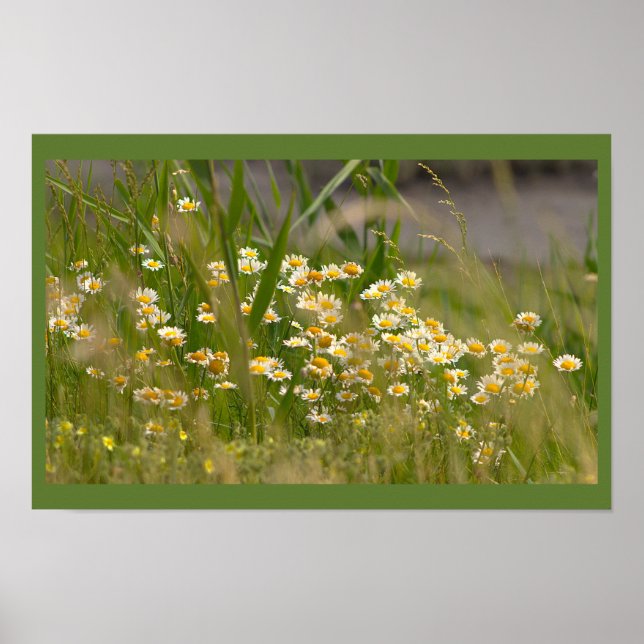 Daisies Photo Poster (Vorne)
