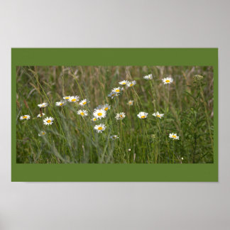 Daisies Photo Poster