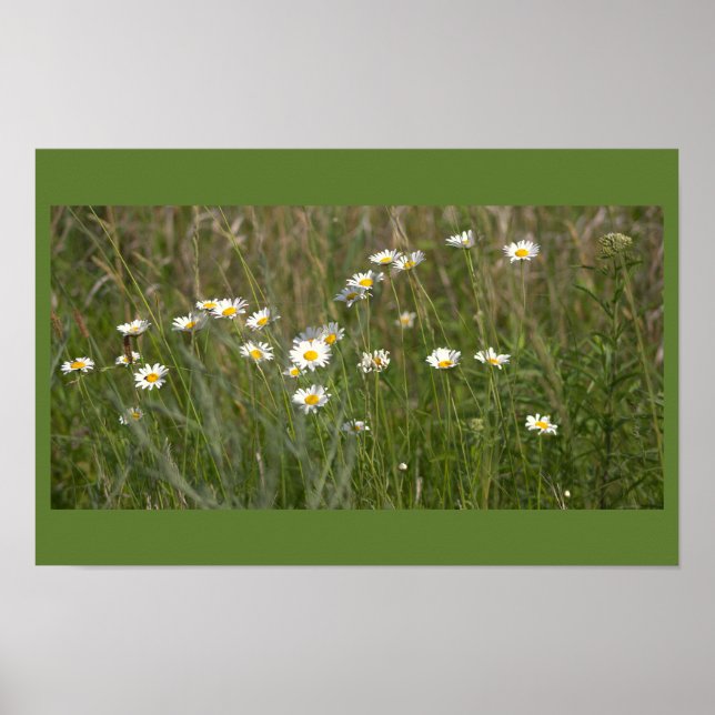 Daisies Photo Poster (Vorne)
