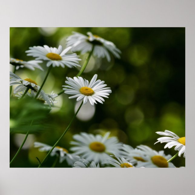 Daisies Poster (Vorne)