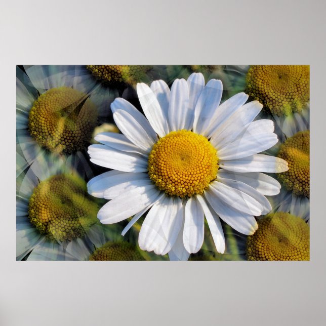 DAISIES POSTER (Vorne)