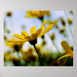 Daisies Poster