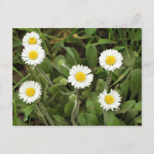 Daisies Postkarte
