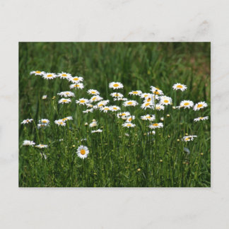 Daisies Postkarte