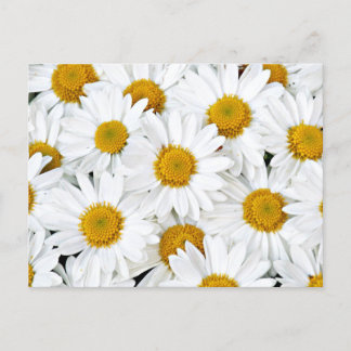 Daisies Postkarte