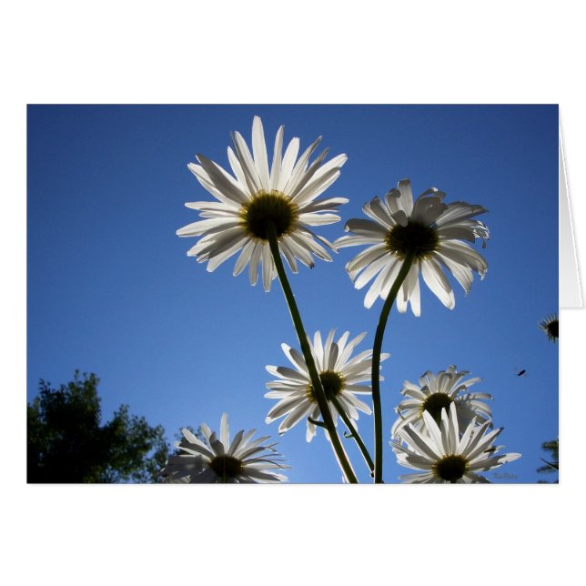 Daisies Rising (Vorderseite (Horizontal))