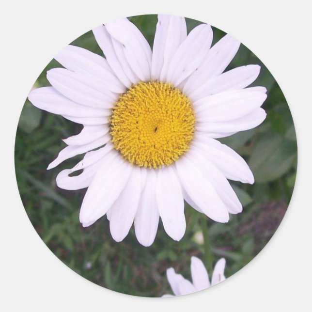 Daisies Runder Aufkleber (Vorderseite)