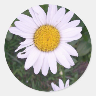 Daisies Runder Aufkleber