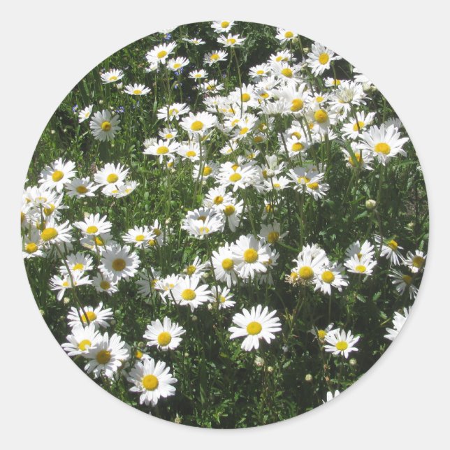 Daisies Runder Aufkleber (Vorderseite)