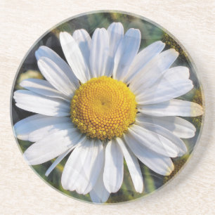 DAISIES SANDSTEIN UNTERSETZER