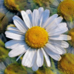 DAISIES SCHACHTEL<br><div class="desc">Ein fotografisches Design von mehreren Bildern von einem kleinen wilden miesen.</div>