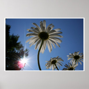 Daisies und Blue Sky Poster