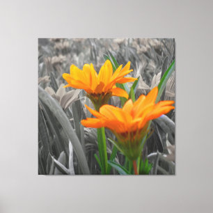 Daisies Wrapped Canvas Leinwanddruck