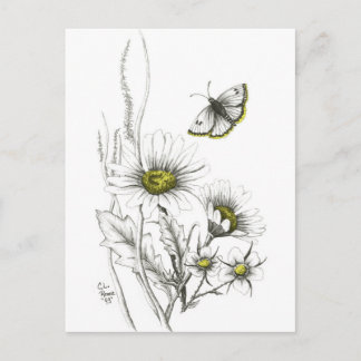 Daisis and Butterfly Postcard Postkarte