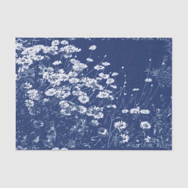 Daisis - Cyanotypwirkung Seidenpapier (Vorderseite)
