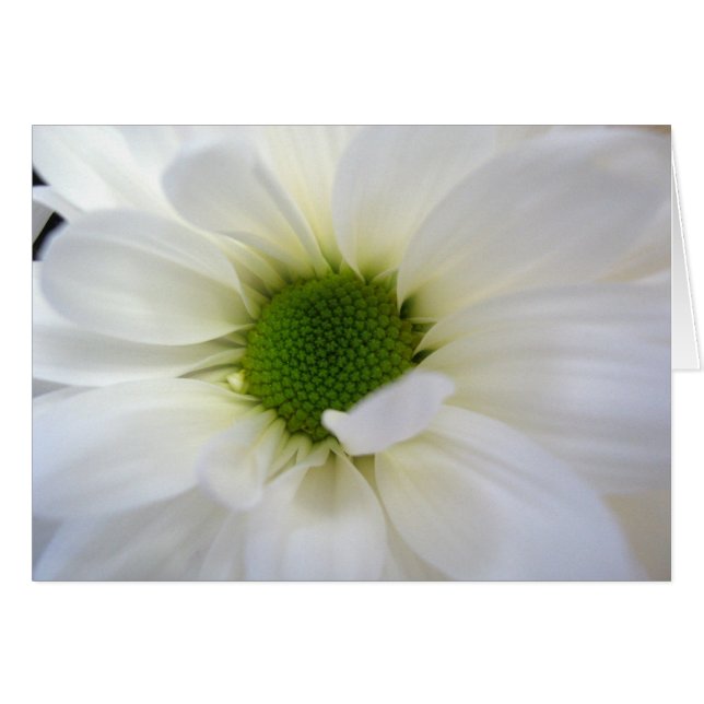 Daisy (Vorderseite (Horizontal))
