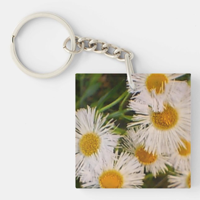 Daisy (Devant)