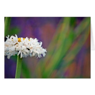 Daisy 2 Card