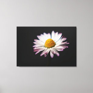 Daisy 36x24 (90x60cm) Waccn Leinwanddruck