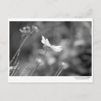 Daisy Alone - Postcard Postkarte