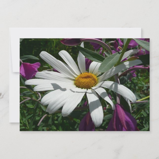 Daisy and Fireweed Wildflower Karte (Vorderseite)