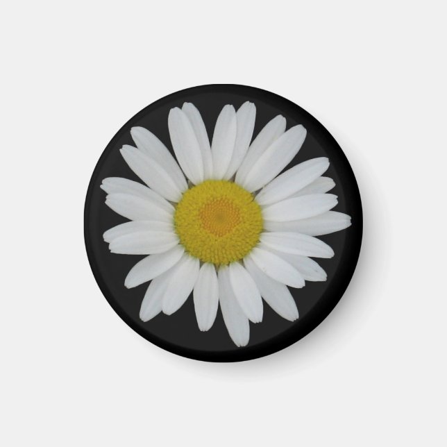 Daisy auf schwarzem Magnet (Vorne)