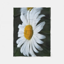 Daisy - Aufsehen