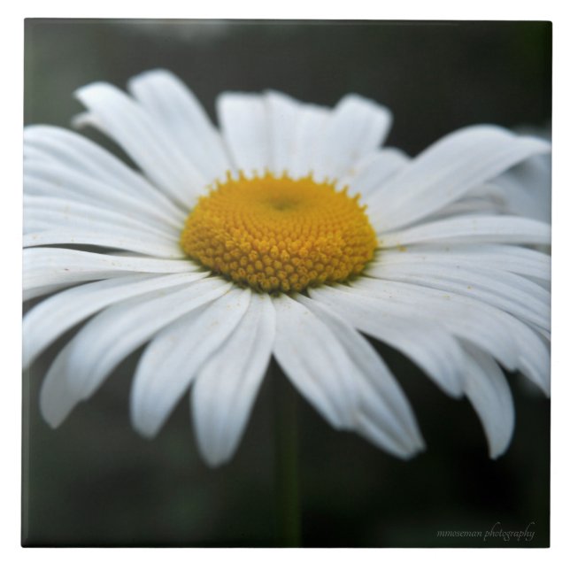 Daisy - Aufsehen Fliese (Vorderseite)