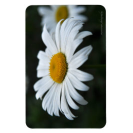 Daisy - Aufsehen Magnet