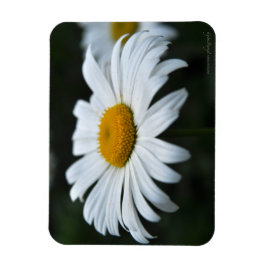 Daisy - Aufsehen Magnet