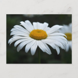 Daisy - Aufsehen Postkarte