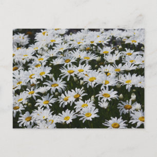 Daisy Bed Postkarte