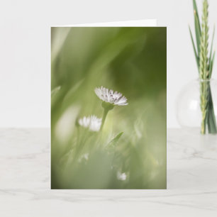 Daisy Blossom Nature Foto Karte