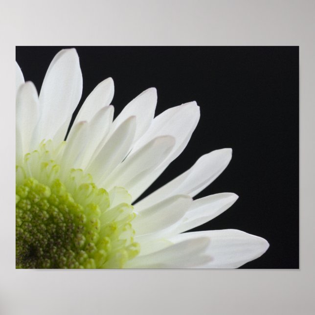 Daisy Blume auf Black Poster (Vorne)