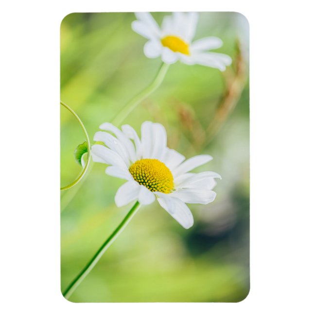 Daisy Blume auf der Wiese Magnet (Vertikal)