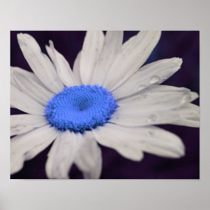 Daisy Blume Blue Center Raindrops Poster